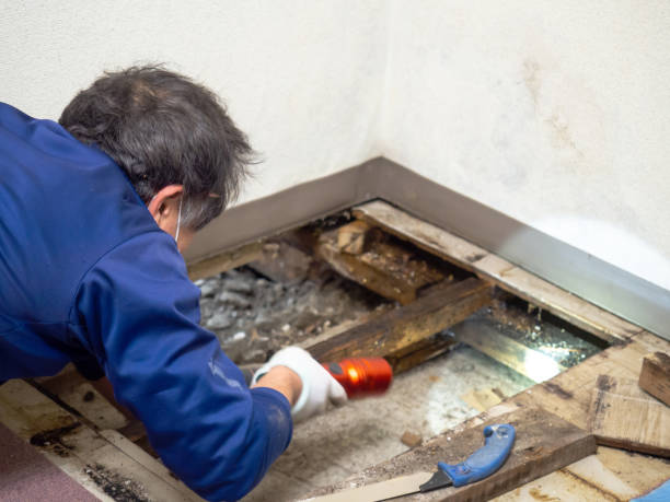 Best Post-Remediation Services in Oronoco, MN