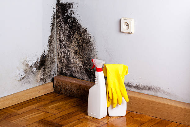 Best Post-Flood Mold Remediation in Oronoco, MN