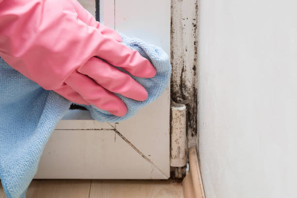 Best Mold Remediation for Specific Building Types in Oronoco, MN