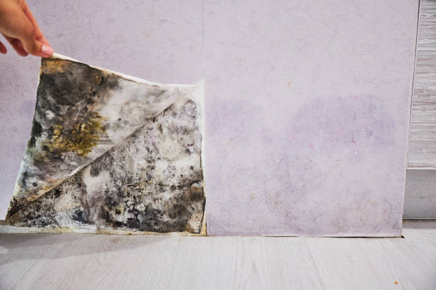 Best Post-Flood Mold Remediation in Oronoco, MN